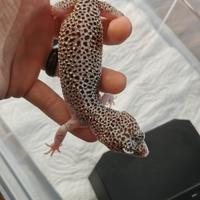 Geco leopardino