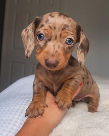 BASSOTTO NANO - BASSOTTI NANI TEDESCHI cuccioli