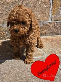 Barboncini toy e mini toy