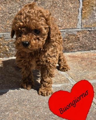 Barboncini toy e mini toy