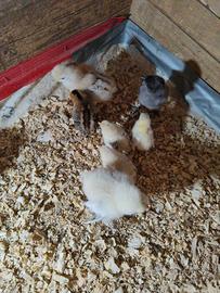 Pulcini serama onagadori marans/cemani