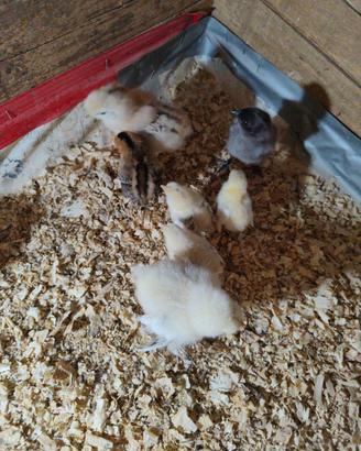 Pulcini serama onagadori marans/cemani
