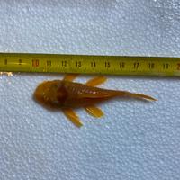 Ancistrus varie specie