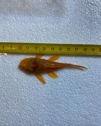 Ancistrus varie specie