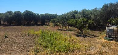 Terreno agricolo piantumato 1500 mq