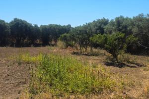 Terreno agricolo piantumato 1500 mq