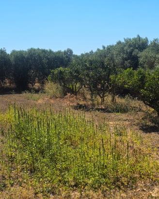 Terreno agricolo piantumato 1500 mq
