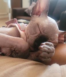 Gattina sphynx
