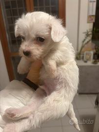 Maltese toy maschio