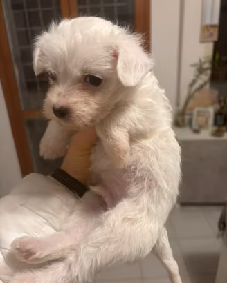 Maltese toy maschio