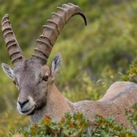 Stambecco Alpino, fotografia  dim. A3 42X29,7 cm