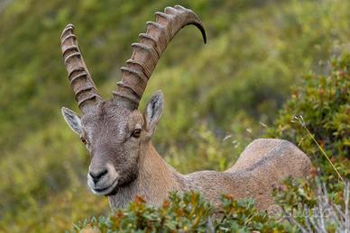 Stambecco Alpino, fotografia  dim. A3 42X29,7 cm