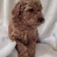 Cuccioli di BARBONCINO Nano con pedigree