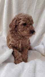 Cuccioli di BARBONCINO Nano con pedigree