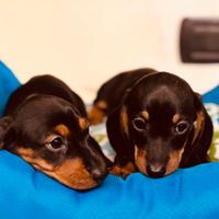 Bassotti 2 mesi ( solo cuccioli italiani)