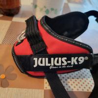 pettorina  cani julius K9