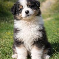 Cuccioli pastore australiano