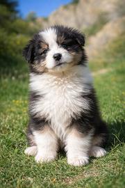 Cuccioli pastore australiano