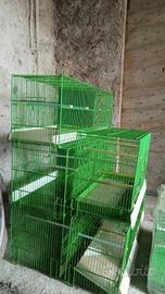 gabbie cova canarini 