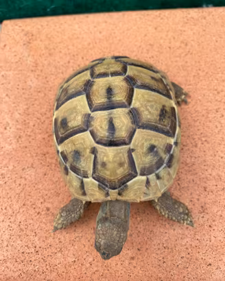Tartarughe di terra