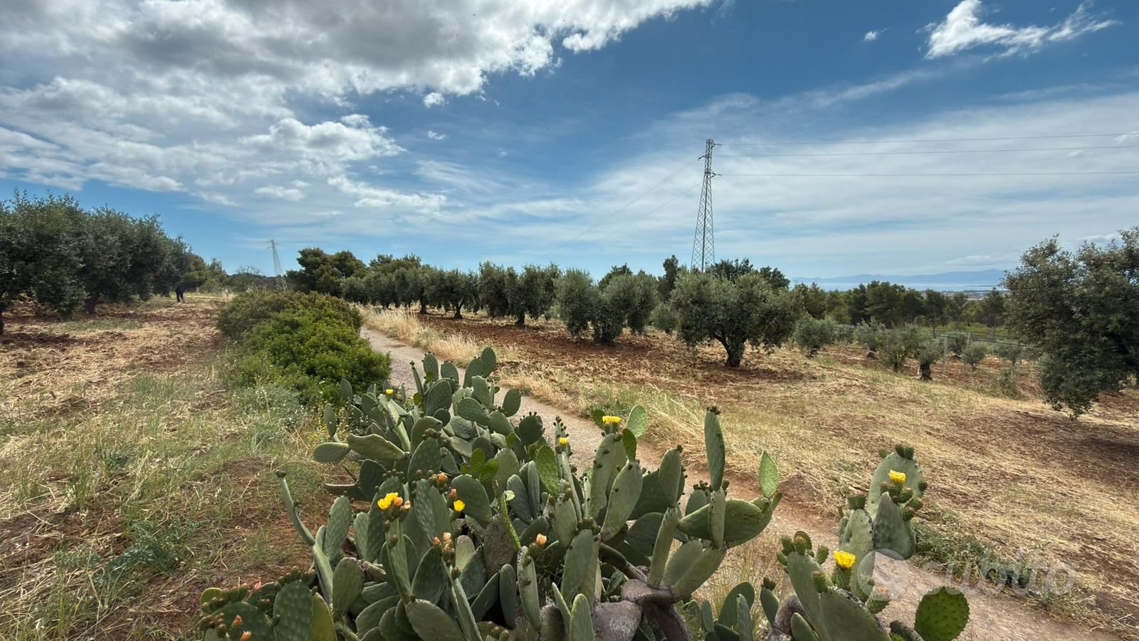 Terreno agricolo uliveto mq 4400circa - Vista 6