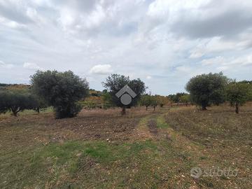 TER. AGRICOLO A POLIGNANO A MARE