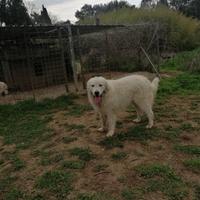 Giovane maschio di Pastore Abruzzese maremmano