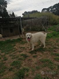 Giovane maschio di Pastore Abruzzese maremmano