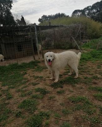 Giovane maschio di Pastore Abruzzese maremmano