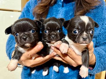 Mini cuccioli chihuahua