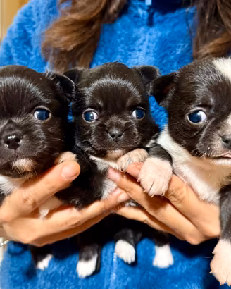 Mini cuccioli chihuahua