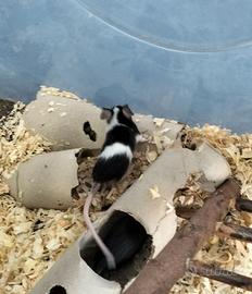 Mus musculus