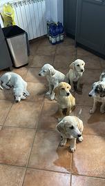 3 cuccioli mix maremmani