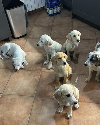3 cuccioli mix maremmani
