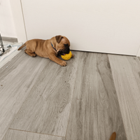 Staffordshire Bull Terrier