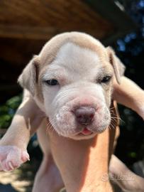 Cuccioli pittbull