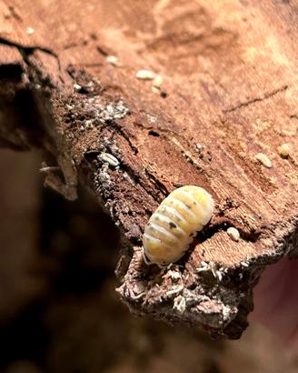 Colonia starter Armadillidium vulgare magic potion