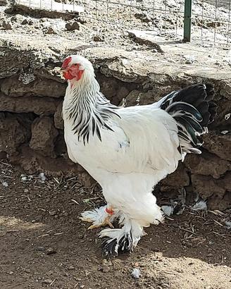 Galli Brahma Bianco Columbia Giganti