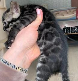 Cucciolo Bengal Charcoal