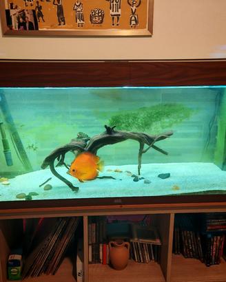acquario juwel 240 lt cm 120 più filtro esterno
