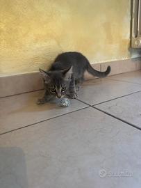 3 gatti
