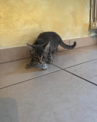 3 gatti