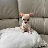 Chiuahua mini toy