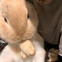 Coniglio incrocio nano e testa leone in adozione