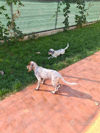 Setter inglese adulti