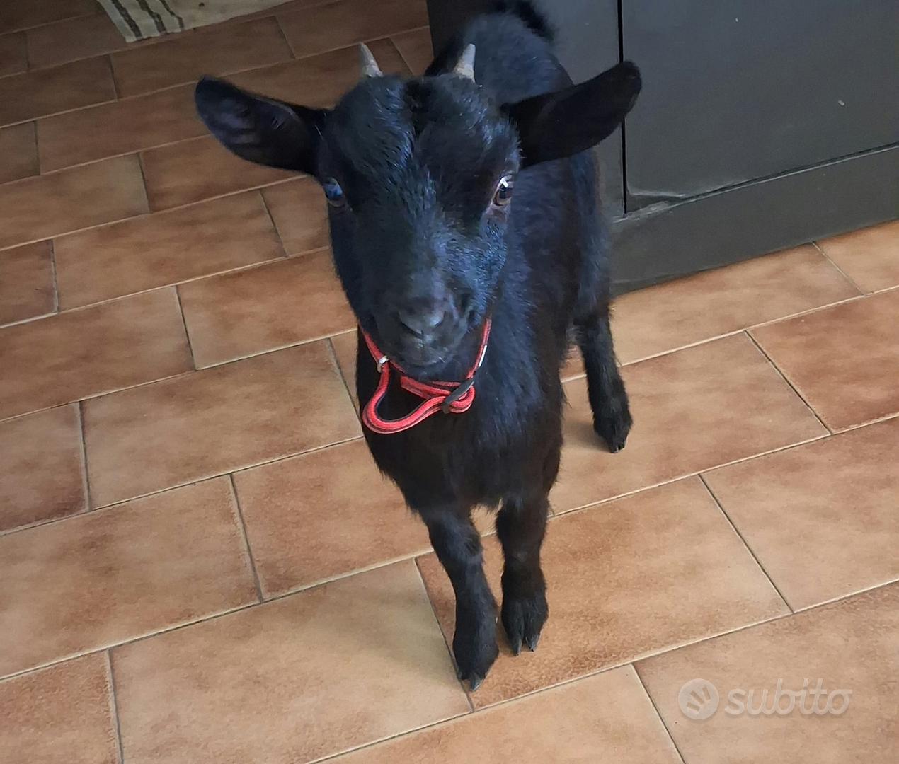 Capra - Animali In vendita a Como