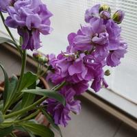   2 piante violaciocca 