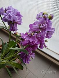   2 piante violaciocca 