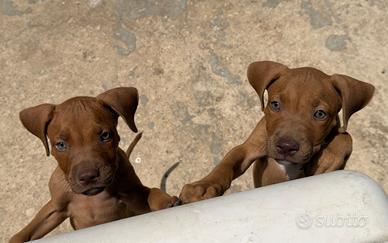 Pitbull pedigree