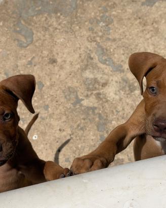 Pitbull pedigree